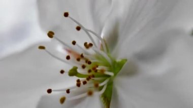 27 Mart 2025 'te Maizuru Park Sannomaru Plaza' da Çiçek açan Ağaçların Gündüz Görüntüsü