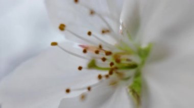 27 Mart 2025 'te Maizuru Park Sannomaru Plaza' da Çiçek açan Ağaçların Gündüz Görüntüsü