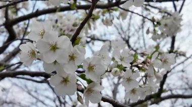 27 Mart 2025 'te Maizuru Park Sannomaru Plaza' da Çiçek açan Ağaçların Gündüz Görüntüsü