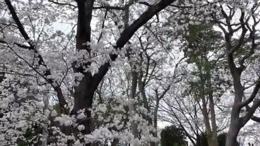 Peony Garden Sahnesinde Renkli Çiçekler, 29 Mart 2025