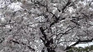 Peony Garden Sahnesinde Renkli Çiçekler, 29 Mart 2025