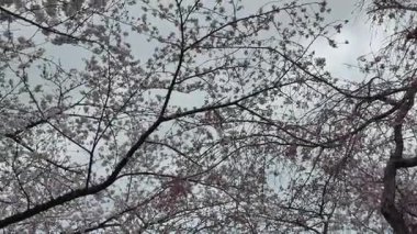 Peony Garden Sahnesinde Renkli Çiçekler, 29 Mart 2025