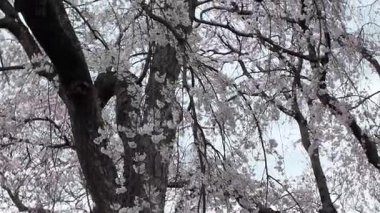 Peony Garden Sahnesinde Renkli Çiçekler, 29 Mart 2025