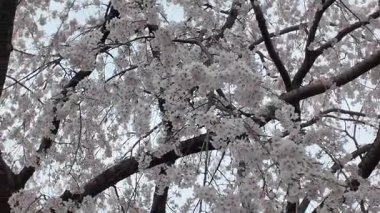 Peony Garden Sahnesinde Renkli Çiçekler, 29 Mart 2025