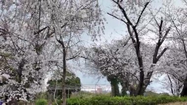 Peony Garden Sahnesinde Renkli Çiçekler, 29 Mart 2025