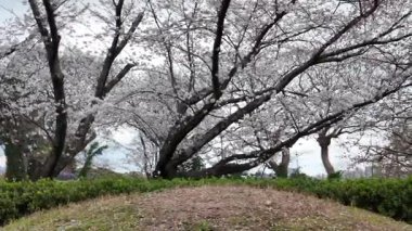 Peony Garden Sahnesinde Renkli Çiçekler, 29 Mart 2025