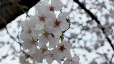 Peony Garden Sahnesinde Renkli Çiçekler, 29 Mart 2025