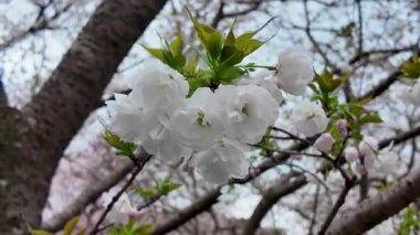 Peony Garden Sahnesinde Renkli Çiçekler, 29 Mart 2025