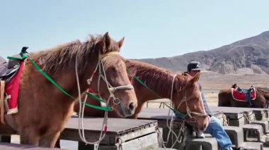 Kusasenrigahama Çayırında Otlayan At, 29 Mart 2025