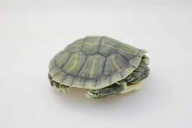 Karmaşık kabuk desenlerini gösteren küçük yeşil bir kaplumbağanın canlı görüntüsü.