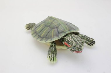 Karmaşık kabuk desenlerini gösteren küçük yeşil bir kaplumbağanın canlı görüntüsü.