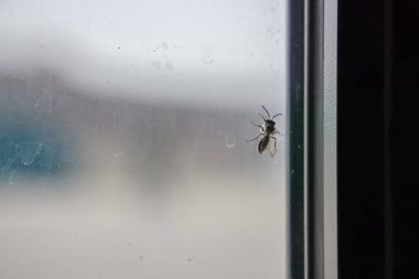 Kırılgan bir böcek büyük bir cam pencerenin yüzeyine yapışır.