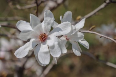 23 Mart 2025 Beyaz manolya çiçekleri dallarda bol bol çiçek açar.