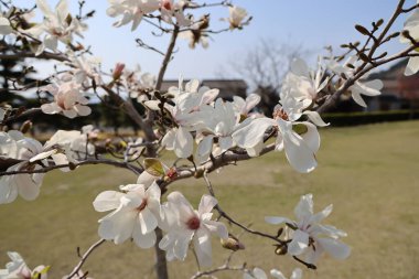 23 Mart 2025 Beyaz manolya çiçekleri dallarda bol bol çiçek açar.
