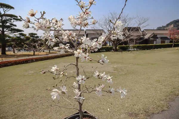 23 Mart 2025 Beyaz manolya çiçekleri dallarda bol bol çiçek açar.