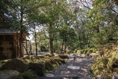 23 Mart 2025 Orman yolu yemyeşil ve yosun kaplı