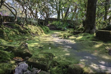 23 Mart 2025 Orman yolu yemyeşil ve yosun kaplı