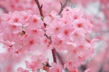 24 Mart 2025 Pembe kiraz dallarda canlı bir şekilde çiçek açar.