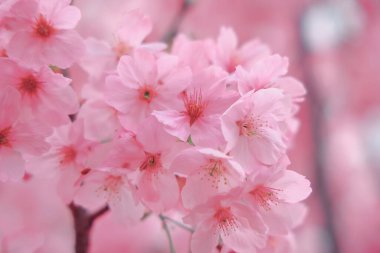 24 Mart 2025 Pembe kiraz dallarda canlı bir şekilde çiçek açar.