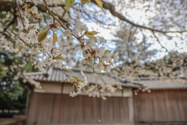 24 Mart 2025 Geleneksel bir kontrastla tam çiçek açan güzel kiraz çiçekleri