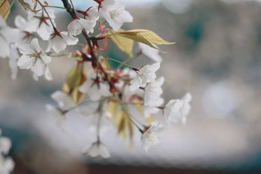 24 Mart 2025 Yumuşak, bulanık bir arka plana odaklanan taze kiraz çiçekleri,