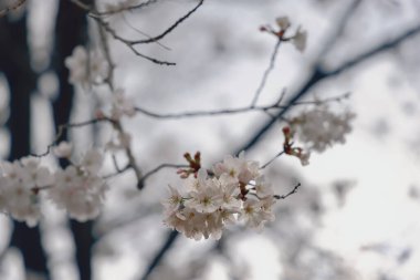 24 Mart 2025 'te, bir dalda narin kiraz çiçekleri sergilendi.