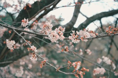 24 Mart 2025 'te, bir dalda narin kiraz çiçekleri sergilendi.