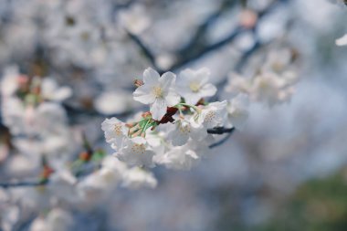24 Mart 2025 'te, bir dalda narin kiraz çiçekleri sergilendi.