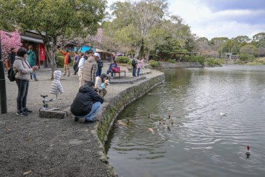 24 Mart 2025 'te parkta ördekleri besleyip doğanın tadını çıkarıyoruz.