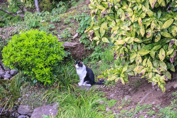 24 Mart 2025 Sakin bir derenin yanındaki yeşil yapraklı siyah beyaz kedi,