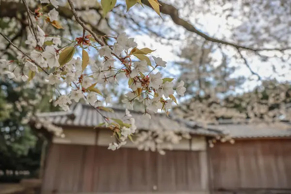 24 Mart 2025 Geleneksel bir kontrastla tam çiçek açan güzel kiraz çiçekleri