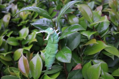 Fantezi böceğini andıran gerçekçi yeşil bir heykel.,