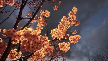 24 Mart 2025 'te Çiçek açan Gece Çiçekleri