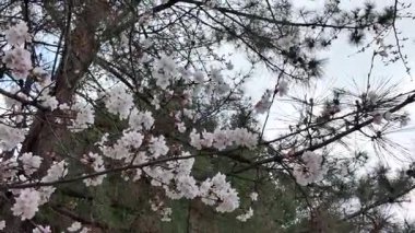 Kumamoto 'da Kiraz Çiçeği Görüntüleri 24 Mart 2025