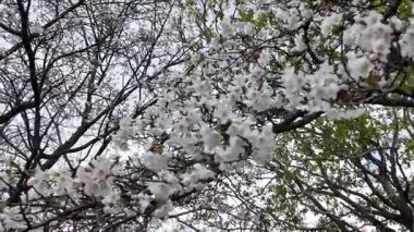 Kumamoto 'da Kiraz Çiçeği Görüntüleri 24 Mart 2025