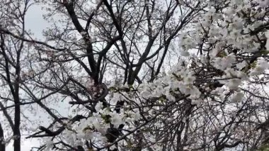 Kumamoto 'da Kiraz Çiçeği Görüntüleri 24 Mart 2025