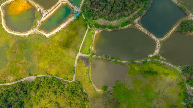 Canlı yeşil alanlarla çevrili su birikintileri