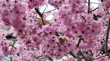 24 Mart 2025 'te Kumamoto' da Pembe Kiraz Çiçekleri