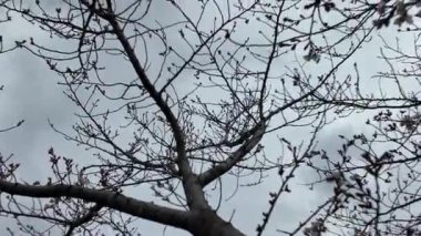 Kumamoto 'da Kiraz Çiçeği Görüntüleri 24 Mart 2025