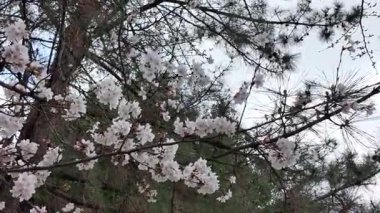 Kumamoto 'da Kiraz Çiçeği Görüntüleri 24 Mart 2025