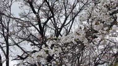 Kumamoto 'da Kiraz Çiçeği Görüntüleri 24 Mart 2025