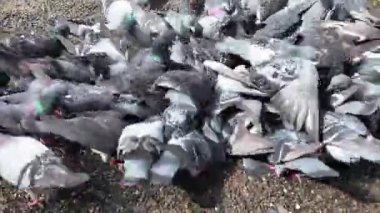 Suizenji Parkı 'ndaki güvercinlerin gündüz görüntüsü, 24 Mart 2025