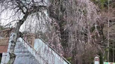 26 Mart 2025, Minami Aso Baharı 'ndaki Temiz Su