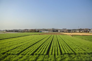 Yeşil tarlaları olan geniş tarım arazileri sergileniyor.