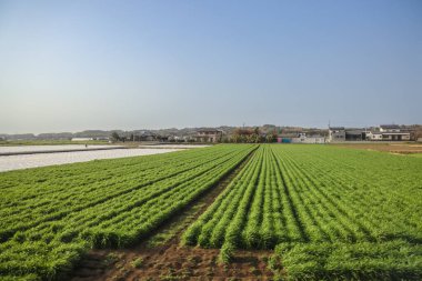 Yeşil tarlaları olan geniş tarım arazileri sergileniyor.