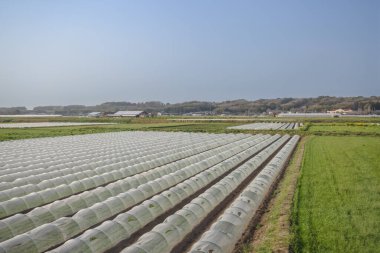 tarım arazileri saydam satırlar tarafından korunan sıra sıra ekinlere sahiptir