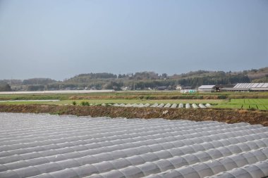 tarım arazileri saydam satırlar tarafından korunan sıra sıra ekinlere sahiptir
