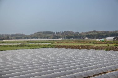 tarım arazileri saydam satırlar tarafından korunan sıra sıra ekinlere sahiptir