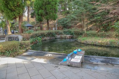 Sakin bir orman parkında yemyeşil yemyeşil bir gölet ile çevrili huzur dolu bir bahar.