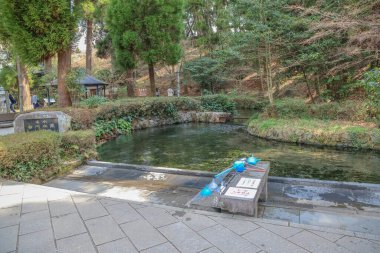 Sakin bir orman parkında yemyeşil yemyeşil bir gölet ile çevrili huzur dolu bir bahar.
